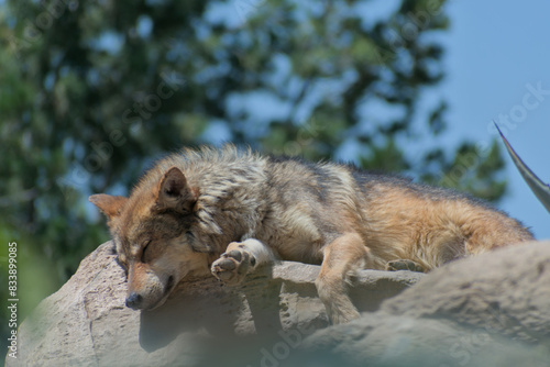 Mexican wolf sleeping on a stone in the sun.