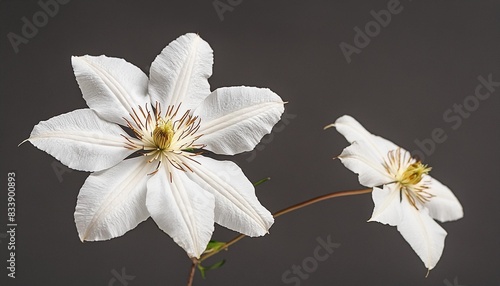 white clematis flowers in full bloom isolated