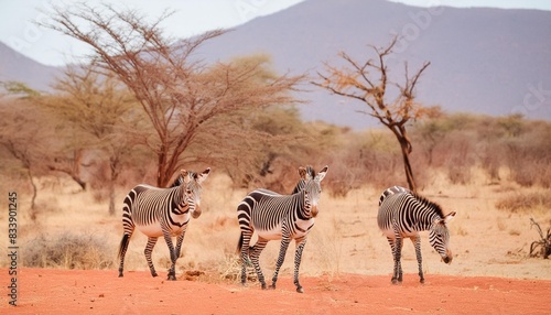 grevy zebra in the dry samburu national park in kenya