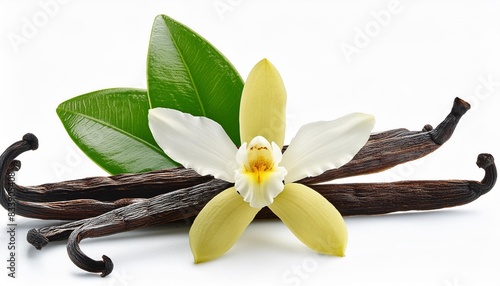 vanilla pods green leaves and flowers isolated on white