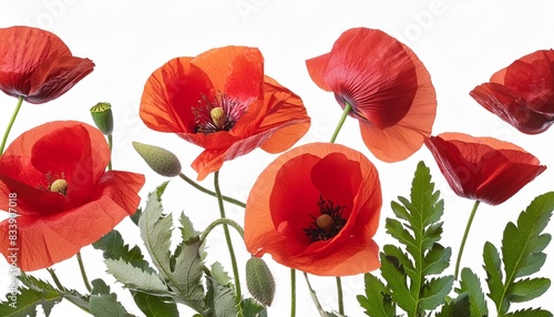 close up photo of red poppies flowers and buds isolated on transparent background png file