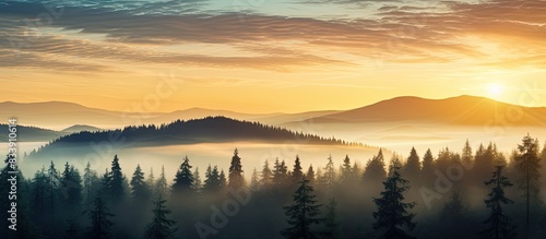Forest of coniferous trees at sunrise with copy space image. photo
