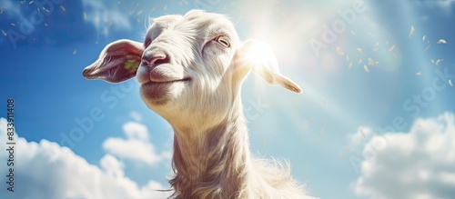 A sunny goat portrait with ...