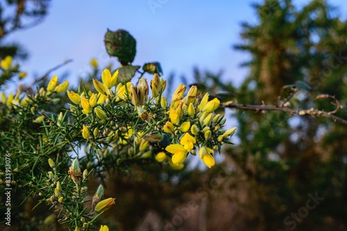 Yellow flowers of gorse in Brittany photo