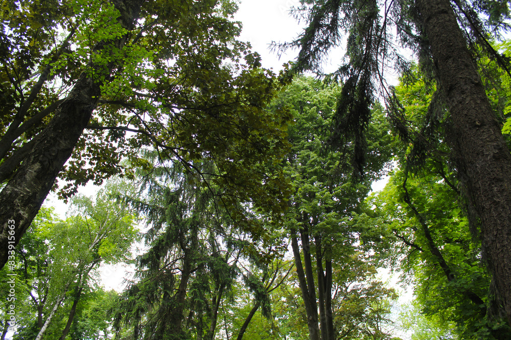 Fototapeta premium green forest in the morning, green leaves background, green forest background