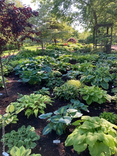 hosta garden in spring photo