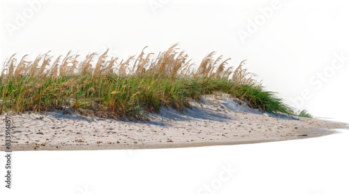 Sea Oats on the beach