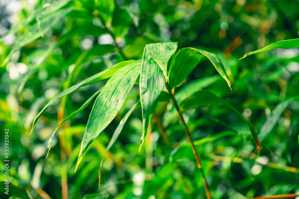 Fototapeta premium green leaves background