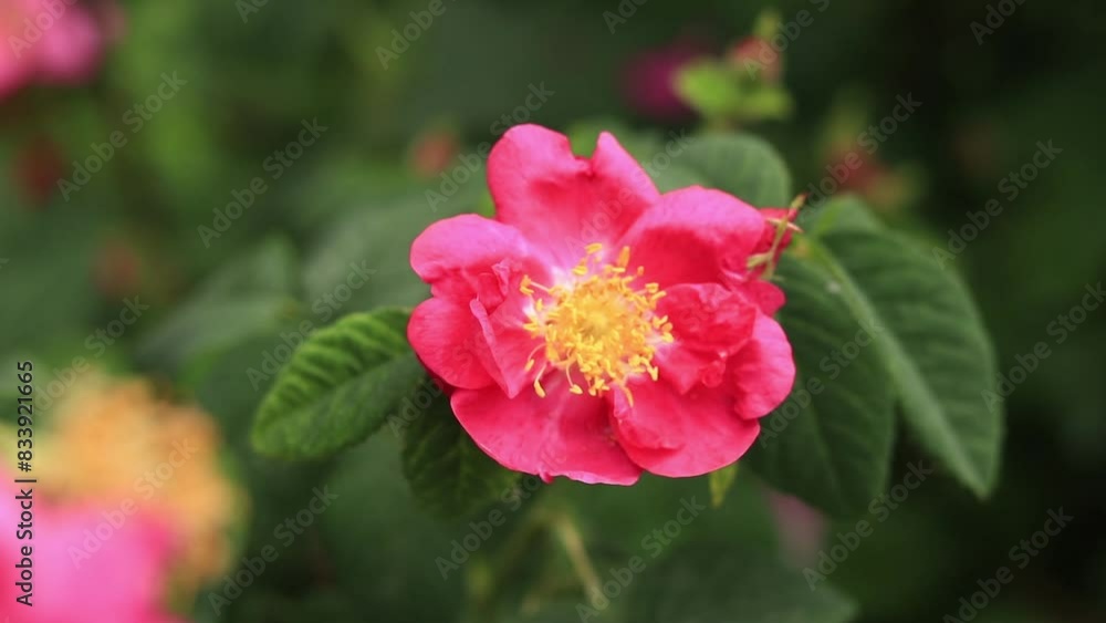 Blooming pink rose, flowers close-up. Flowers in a park or garden. Gardening. Growing roses. Beautiful pink flowers among green leaves. Shrub roses in spring. Natural floral background Blooming pink rose, flowers close-up. Flowers in a park or garden. Gardening. Growing roses. Beautiful pink flowers among green leaves. Shrub roses in spring. Natural floral background