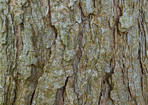 Texture of pine bark with moss