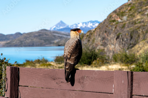 Close up view of a Crested Caracara (Caracara plancus) on a fence in Torres del Paine National Park, Patagonia, Chile with background out of focus photo