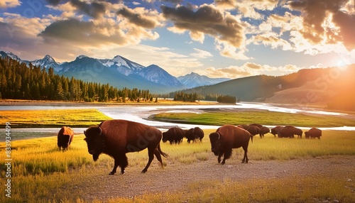 bisons in lamar valley in yellowstone national park wyoming in the usa photo
