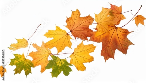 autumn maple leaves falling down isolated on white background