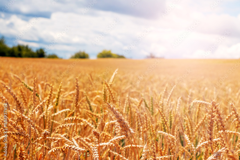 Fototapeta premium Wheat field with ripe ears on a sunny day