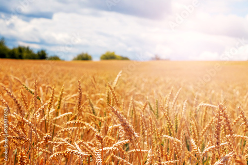 Wheat field with ripe ears on a sunny day