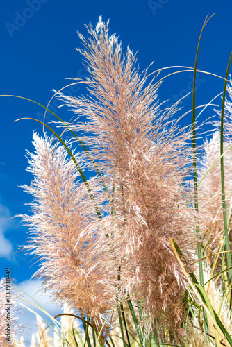 Low angle vertical view of the plumes of the Cortaderia selloana or pampas grass against a white clouded blue sky in Rocha department, Uruguay photo