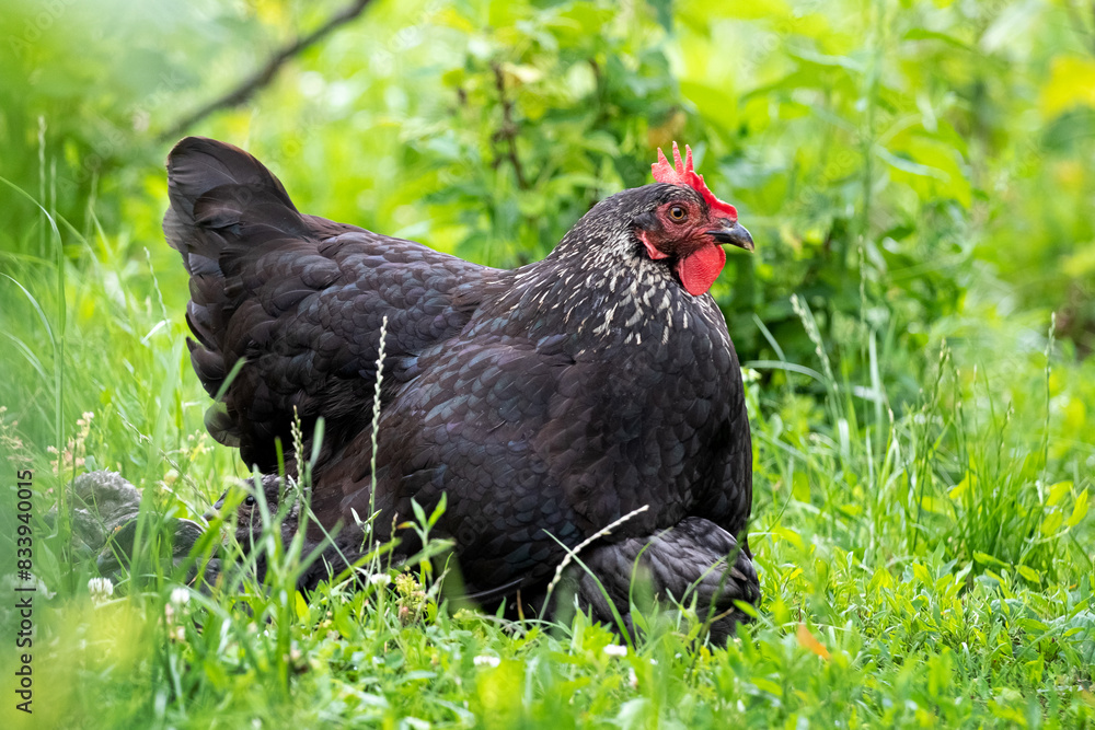 Little chicks hide under the hen's wing