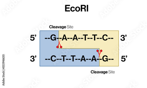 ECOR1 Restriction Enzyme Cleaving DNA at Recognition Site with Sequence on White Background Vector Illustration.