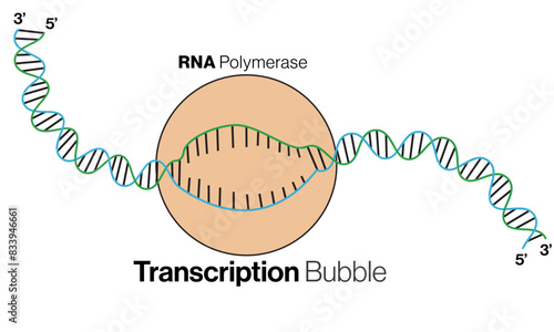 Illustration of Transcription Bubble on White Background Demonstrating RNA Synthesis Process in Molecular Biology.