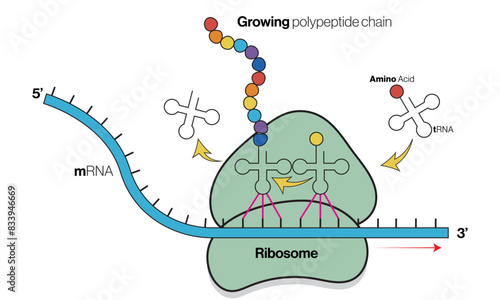 Illustration of Translation Process on White Background Demonstrating Protein Synthesis in Molecular Biology.