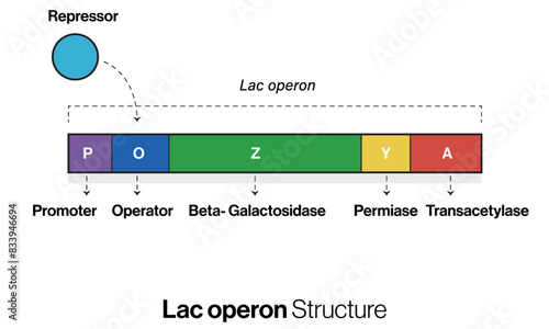 Illustration of Lac Operon Structure on White Background Demonstrating Gene Regulation in Molecular Biology.
