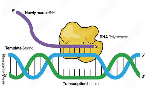 Illustration of Transcription Process on White Background Depicting RNA Synthesis in Molecular Biology.