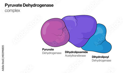 Illustration of Pyruvate Dehydrogenase Complex on White Background Depicting Enzymatic Reaction in Cellular Metabolism.