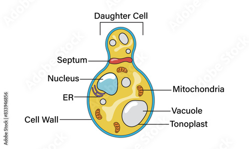 Science Vector Diagram of Yeast Cell Anatomy Including Organelles and Structures on White Background.
