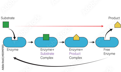 Bild auf Leinwand Enzyme Catalysis Mechanism Diagram, Substrate to Product Formation Detailed Vector, White Background