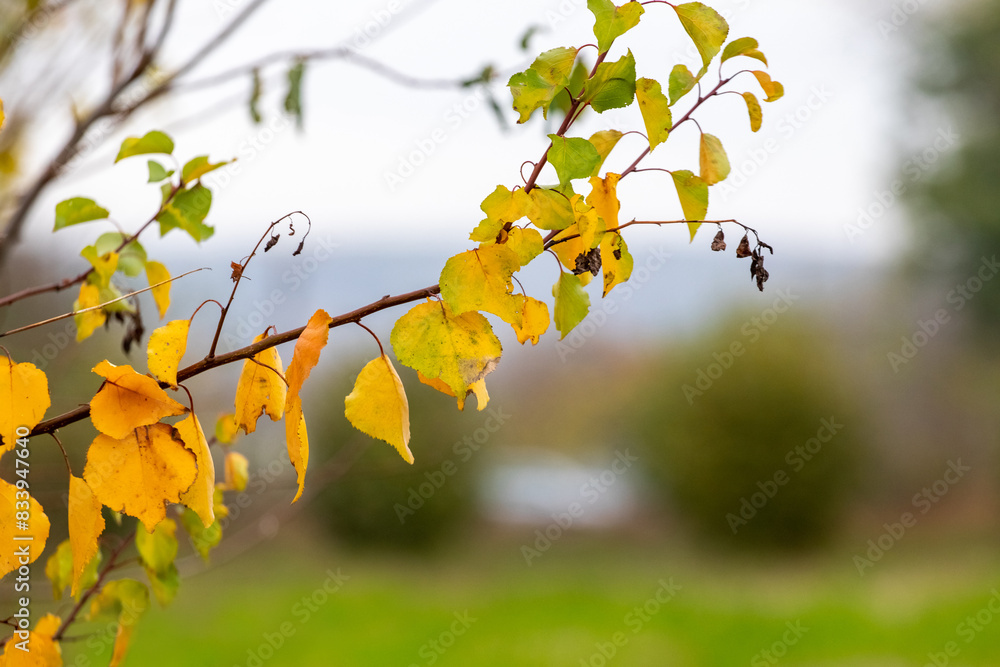 A branch of a tree with yellow autumn leaves in a meadow near a river A branch of a tree with yellow autumn leaves in a meadow near a river