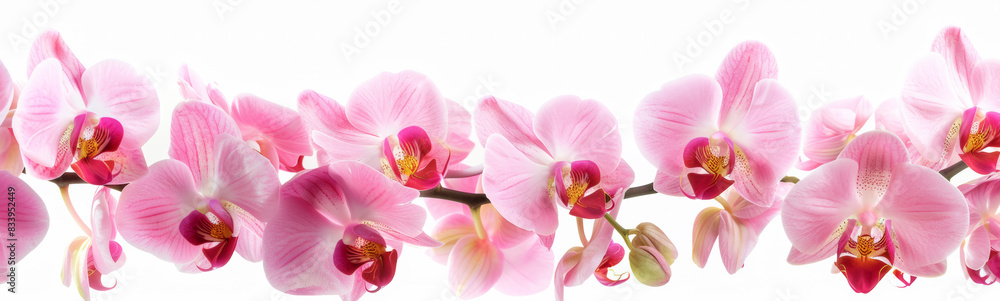 Beautiful flowers banner panorama with Pink orchids orchidaceae, cut out, isolated on white background Beautiful flowers banner panorama with Pink orchids orchidaceae, cut out, isolated on white background