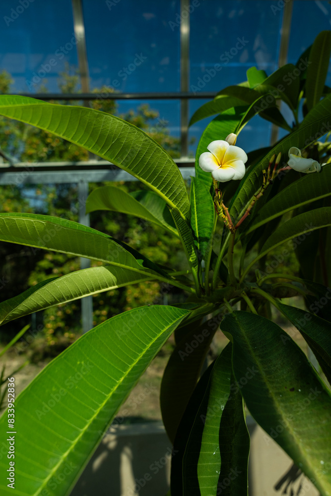 Fototapeta premium Plumeria flower in a greenhouse