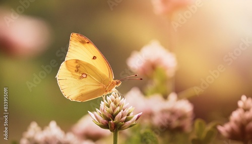 apricot sulphur butterfly photo