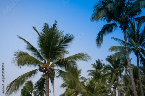Wallpaper Mural Coconut trees and deep blue sky Torontodigital.ca