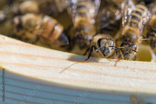 Pszczoła miodna na plastrze z wosku pszczelego. Naturalne środowisko pszczoły miodnej. Pszczoły zbierające miód. Macro fotografia pszczoły miodnej na wosku pszczelim.  photo