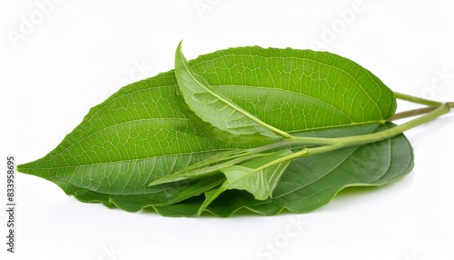 gymnema inodorum leaf isolated on white background tropical herb photo