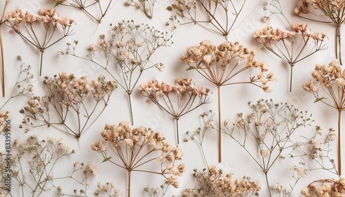 beautiful floral seamless pattern with wild dried gypsophila flowers stock herbarium illustration photo