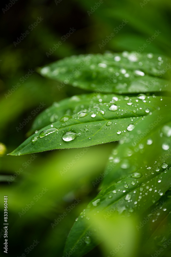 abstract natural background of leaves in dew drops abstract natural background of leaves in dew drops
