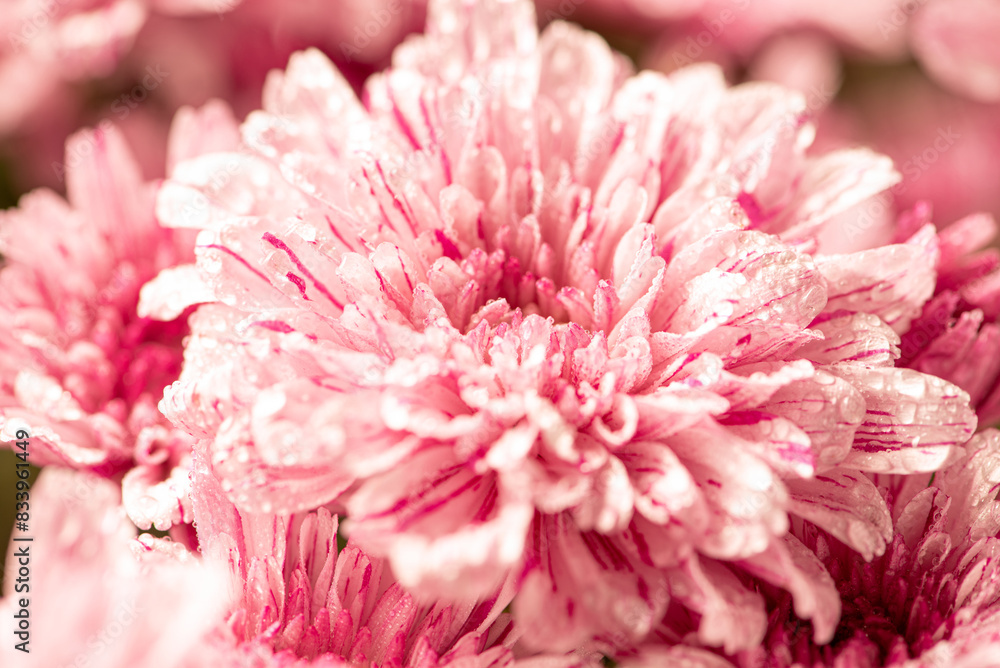 Beautiful pink chrysanthemum flowers on rustic wood, selective focus. Beautiful pink chrysanthemum flowers on rustic wood, selective focus.