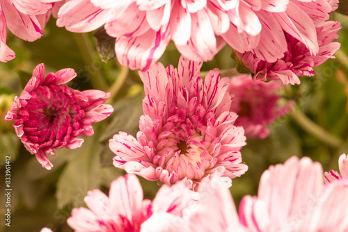 Beautiful pink chrysanthemum flowers on rustic wood  selective focus.