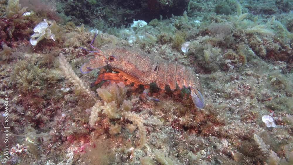 Slipper lobster walking over the seabed - Nature underwater Slipper lobster walking over the seabed - Nature underwater
