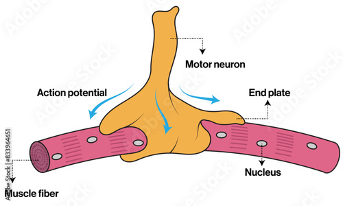 Illustration of Neuromuscular Junction on White Background Showing Synapse and Muscle Fiber Interaction.