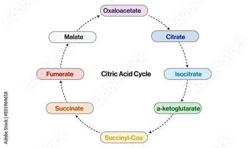 Illustration of Citric Acid Cycle on White Background Demonstrating Biochemical Pathway in Cellular Respiration.