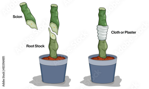 Illustration of Grafting Technique on White Background Demonstrating Horticultural Method for Plant Propagation.