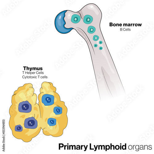 Illustration of Primary Lymphoid Organs on White Background Showing Thymus and Bone Marrow.