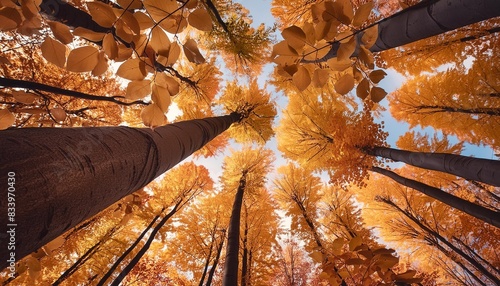 autumn leaves on hardwood trees looking skyward photo
