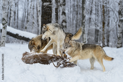 Grey Wolf Pack  Canis lupus  Clamber Over Body of White-Tail Buck Winter