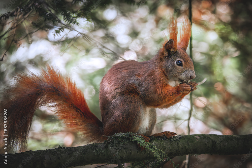 Fressendes Eichhörnchen im Baum Fressendes Eichhörnchen im Baum