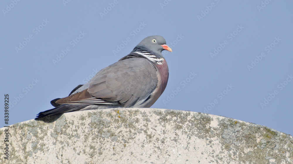 Common bird Columba palumbus aka Common Wood Pigeon. Perched on street lamp. Common bird Columba palumbus aka Common Wood Pigeon. Perched on street lamp.