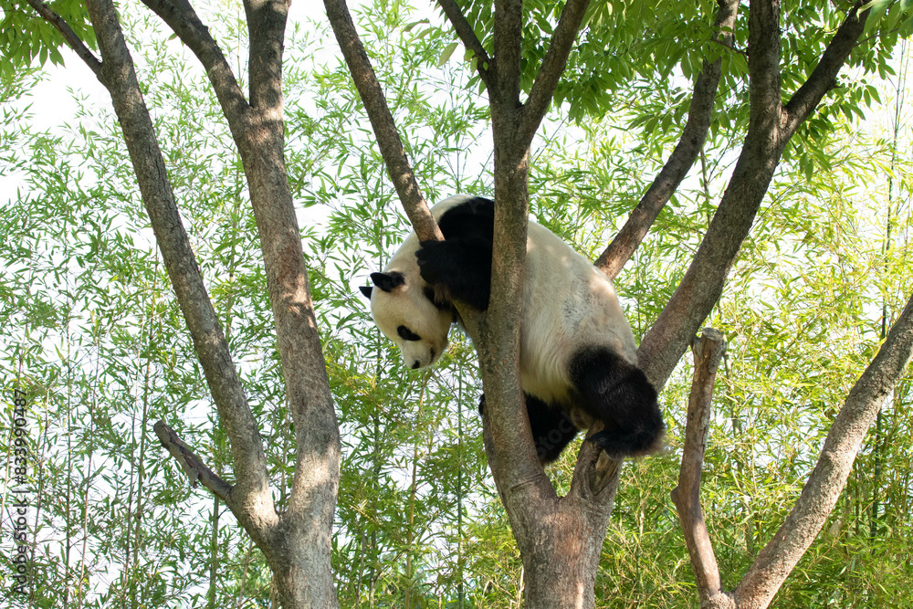 Obraz premium Playful Male Panda, Le Bao, Everland, Korea